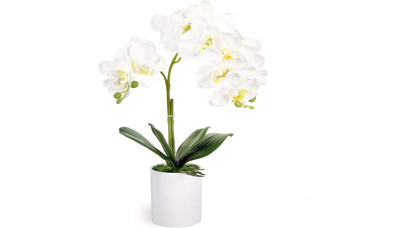 Essência Concentrada de Orquídea
